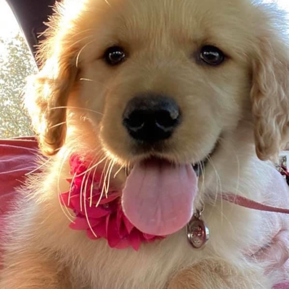 Meet your Posher, Katie